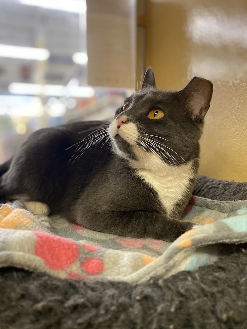 Gray & White Cat - Adult Gray & White Cat - Adult