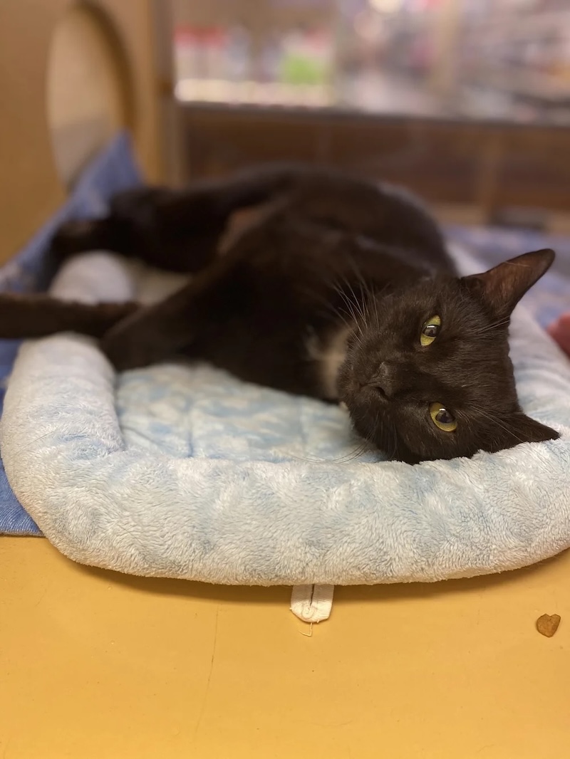 Black Cat Black Cat