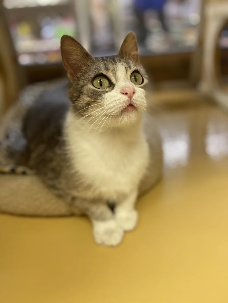 Peaches the cat Peaches the cat