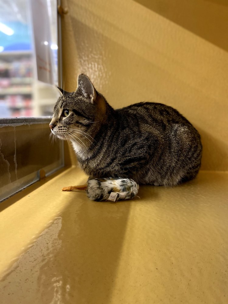 CatAtWindow-V