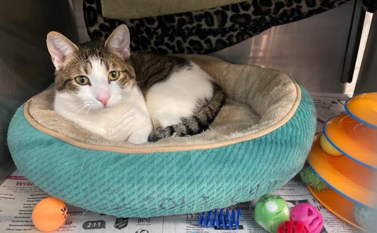 CatInBed-Hopt