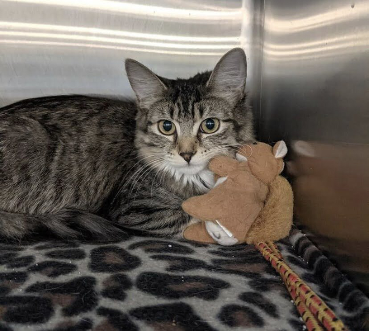 CatWithToysqopt