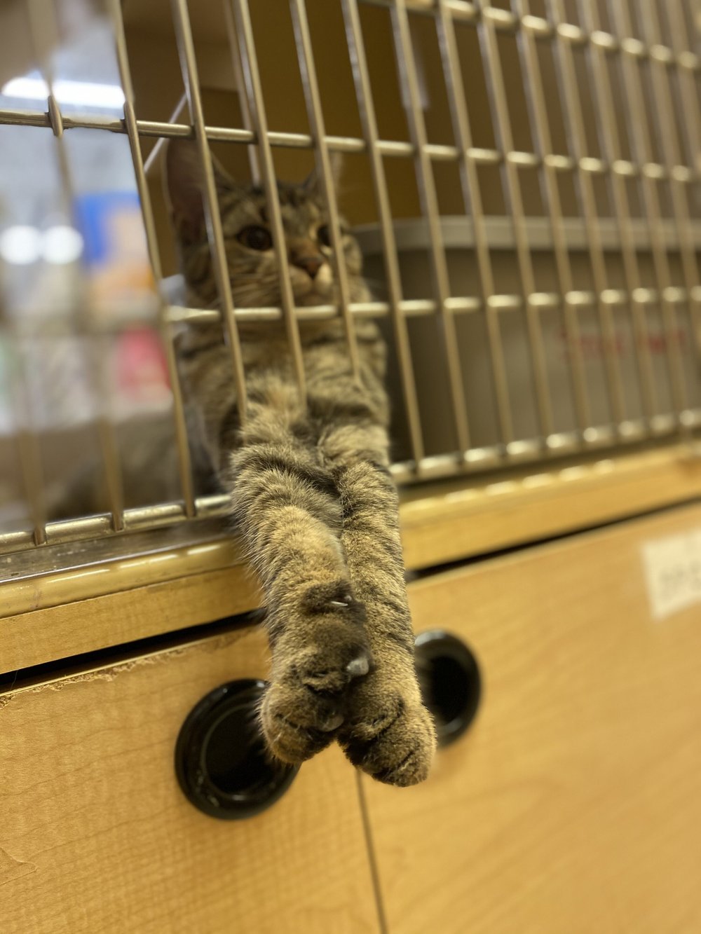 Cat With Legs Extended Cat With Legs Extended