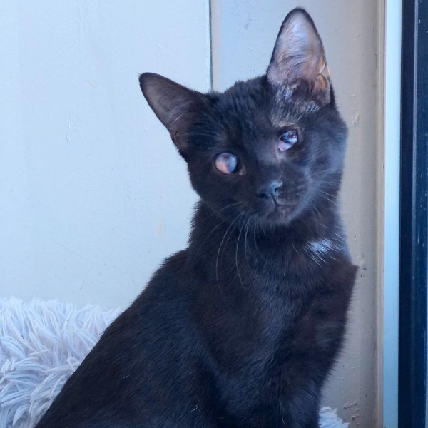 black Cat