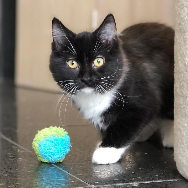 cat with Ball