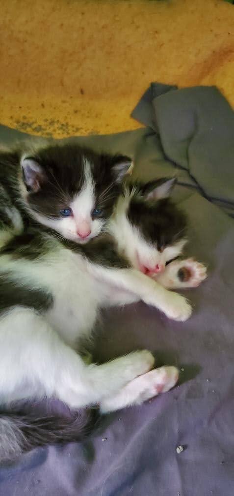 cats cats