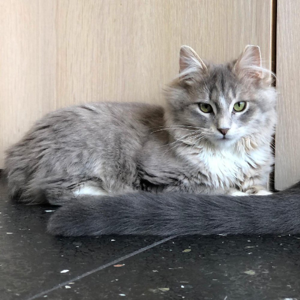 grey Cat