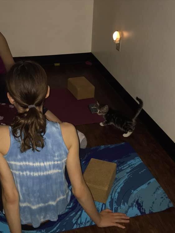 kitty yoga kitty yoga