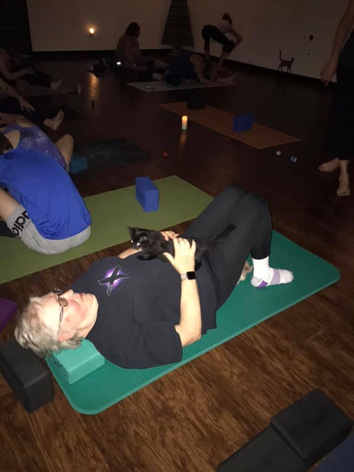 kitty yoga kitty yoga