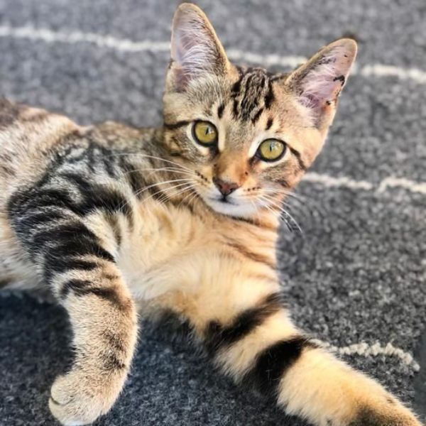 striped Cat