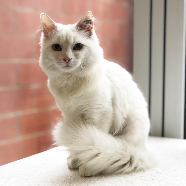 white Cat